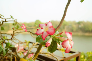 Obraz premium flowers on a white background