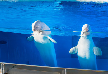 Two white beluga whales with their heads raised © Praneat