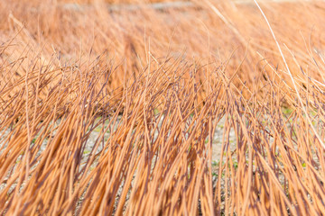 Fototapeta premium wickerwork.