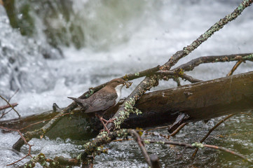 Wasseramsel
