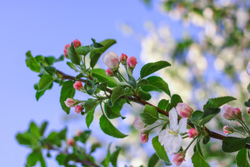Obraz premium blooming tree against the blue sky.