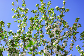blooming tree against the blue sky.