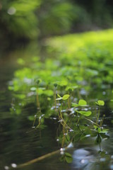 green leaves in the rain