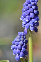 Armenische Traubenhyazinthen (Muscari armeniacum)
