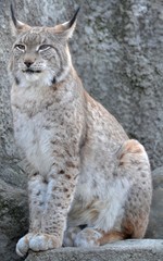 Big lynx