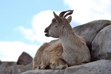 Goat in the mountains