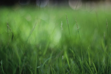 Obraz na płótnie Canvas dew on grass