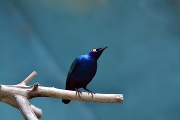 Blue starling