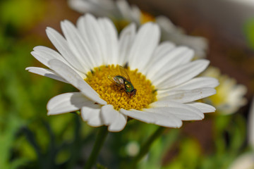 fly insect on wildflower