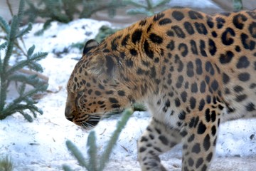 leopard on a tree