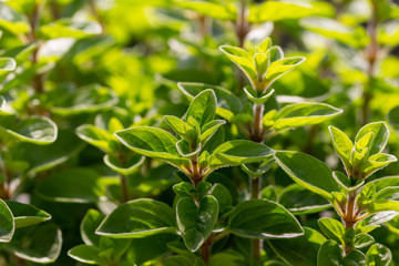 Oregano