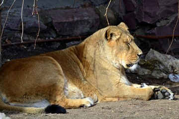 The lion in the shade
