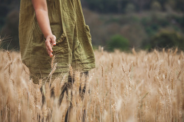 Woman hand touching the ears of wheat with tenderness in the barley field