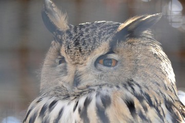 Long-eared owl