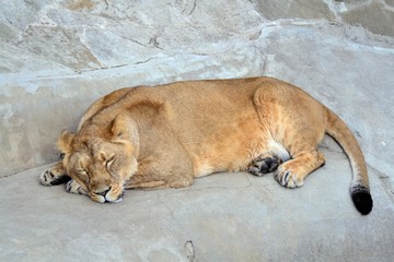 Obraz premium Sleeping lion