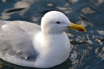 Naklejka premium seagull on water