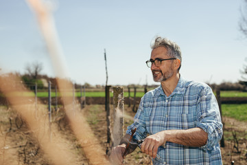 Fototapeta premium pruning in vineyard