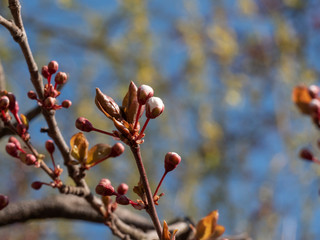 Closeup of plum tree blossoms on a sunny spring day