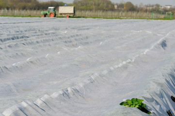 Erdbeeranbau im Freiland, Schutz und Erwärmung durch Vlies