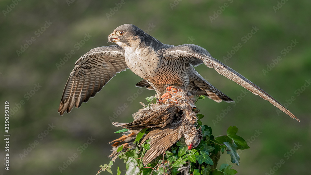 Poster a peregrine falcon with wings spread out perched at the top of an ivy covered tree stump. it has cau