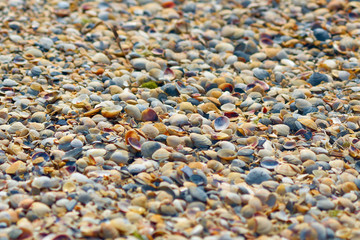 The seashore is studded with small colored shells.