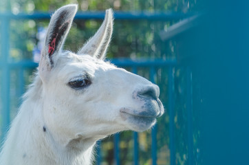 Obraz premium Portrait of a llama in the ZOO