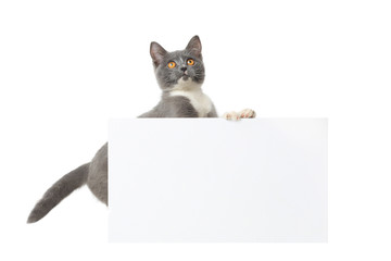  gray cat with a sheet for text isolated