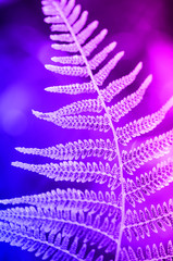 Fern leaf texture in sunlight. Green leaves abstract nature background. Close-up. Trendy neon