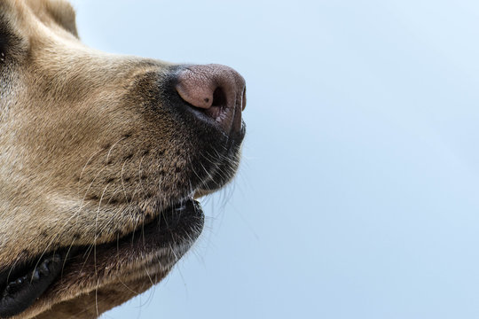 Nariz de un perro
