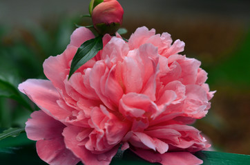Close up of beautiful 'Coral Charm' Peony flower blooming in the garden. Color of the year 2019 - Living Coral