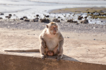 Monkey sitting on the waterfront alone