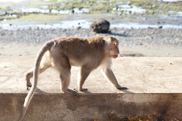 Monkey alpha walks along the waterfront.