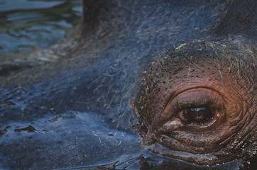 Close view on a hippo's eye 