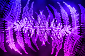 Pattern from fern leaves. Abstract natural geometrical symmetry decor art background. Toned trendy...