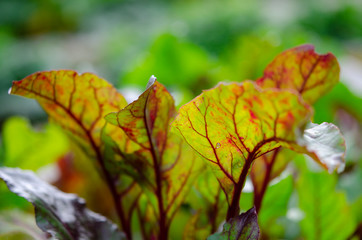Seedling of plants in pots and trays on window sill. Selective focus
