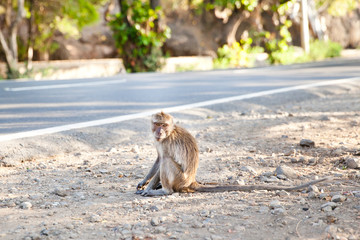 Monkey sitting on the side of the road.