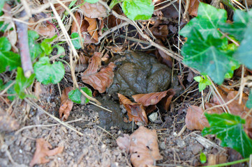 Badger's latrine with fresh poop (signs from wild animals)