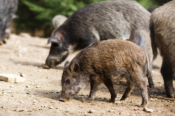 Wild pigs in the summer forest