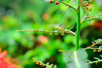 The children under the leaves are growing, with some flowers that are not yet blooming.