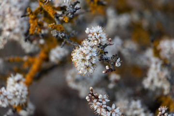 blooming cherry tree in spring