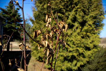 Dried branch with leaves