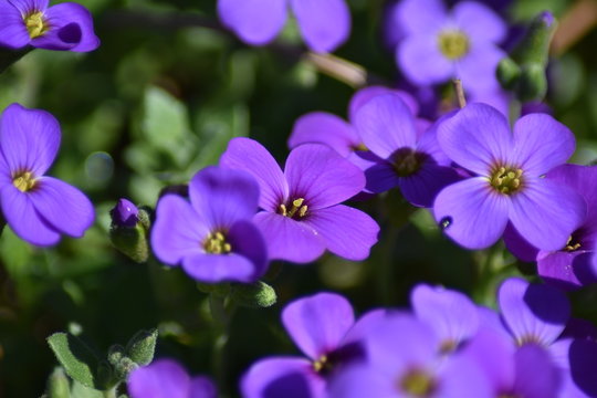 Bl&uuml;hende Blaukissen (Aubrieta)