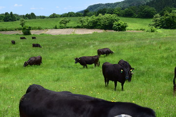 牛の放牧 高原牧場