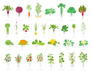 Agricultural plant icon set. Vector farm plants. Beets cabbage carrots potatoes celery garlic and many other. Popular vegetables set.