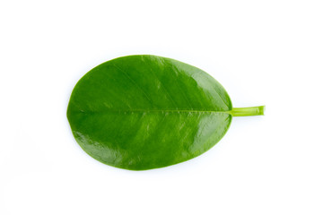 Image of green leaf on white background. Nature.