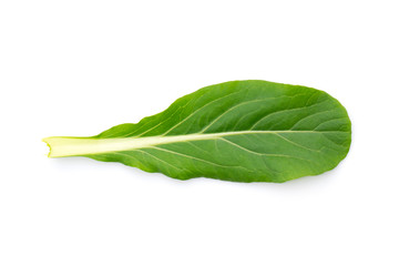 Image of green leaf(Leaf mustard) on white background. Nature.