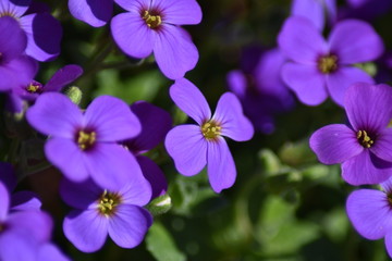 Blühende Blaukissen (Aubrieta)