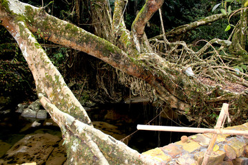 roots of tree