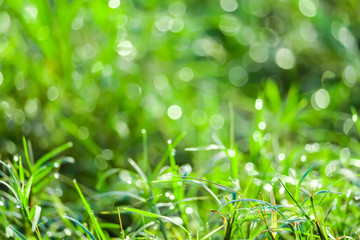 green grass in garden blokeh of water drop on leaves in field