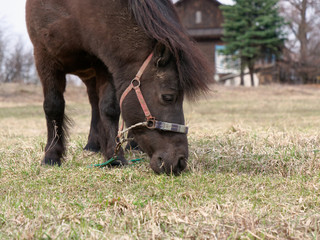 pony grazes on a lawn in nature in spring.
